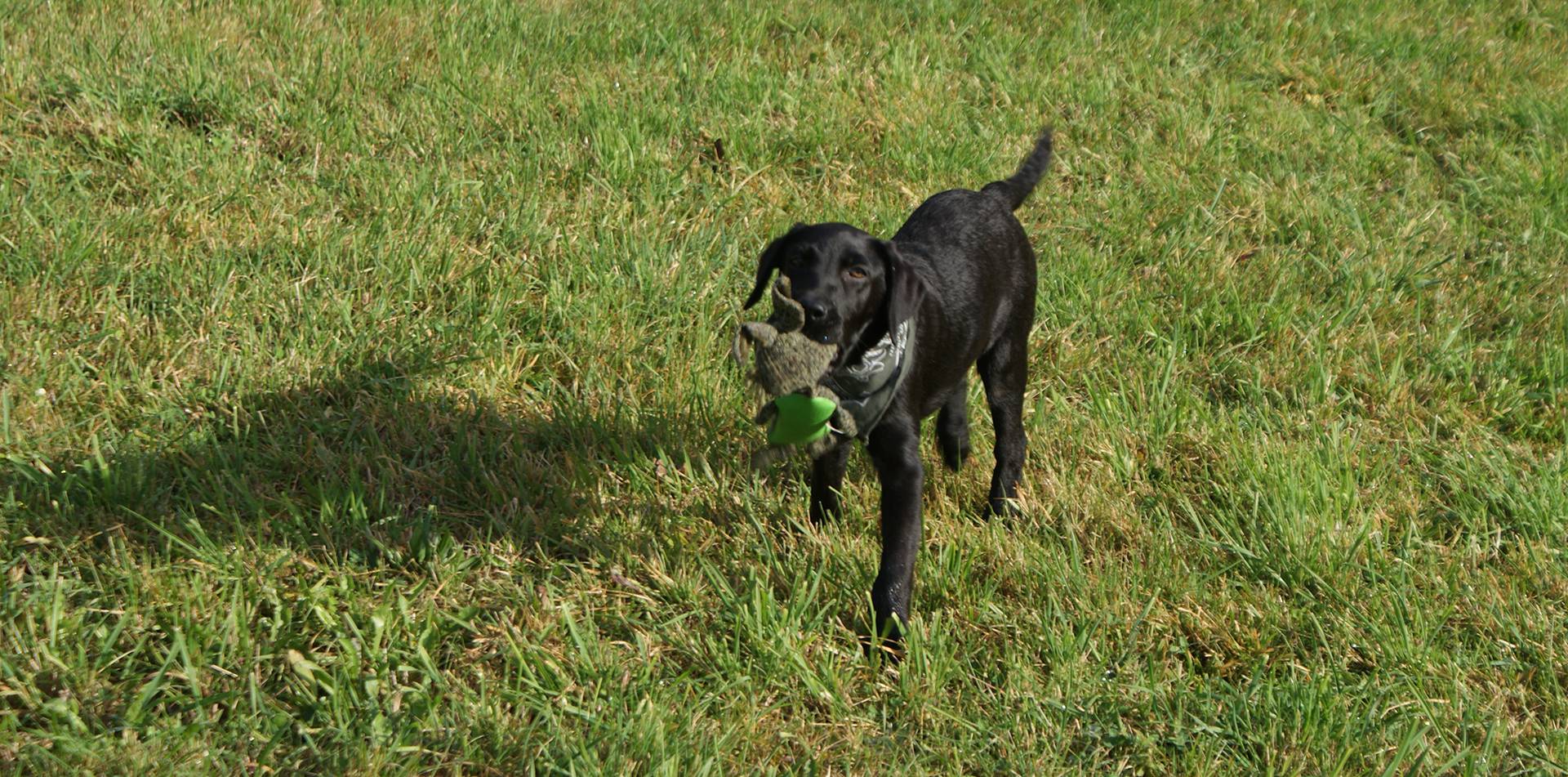 Hunde willkommen