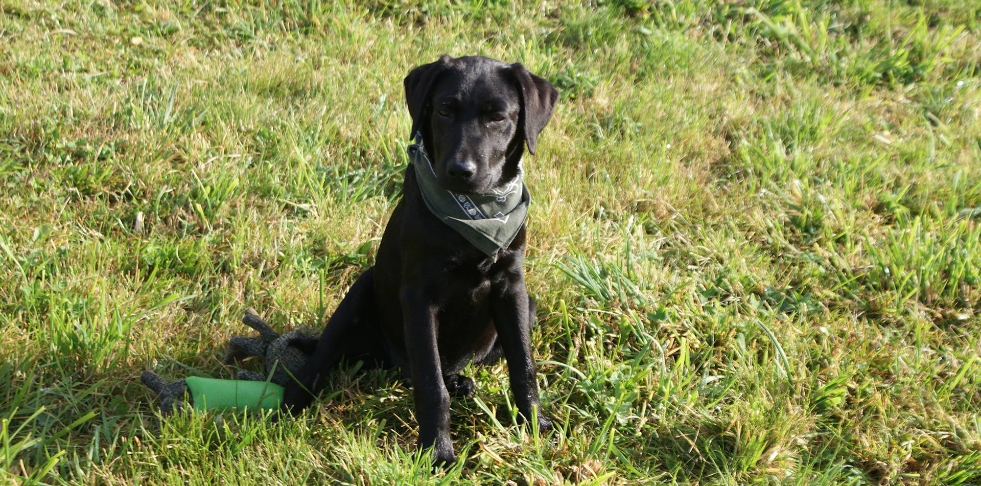 Hunde willkommen